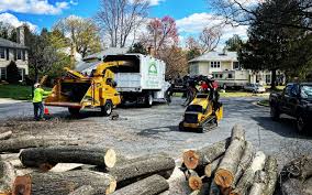 Best Root Management and Removal  in Homeland, GA