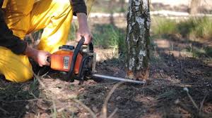 Best Hazardous Tree Removal  in Homeland, GA