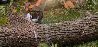 How Our Tree Care Process Works  in  Homeland, GA