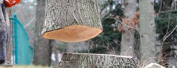  Homeland, GA Tree Care Pros