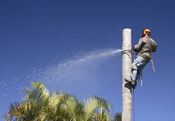 Best Aeration Services  in Homeland, GA