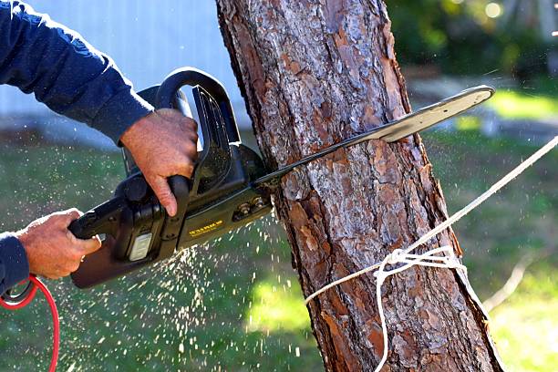 Best Hedge Trimming  in Homeland, GA