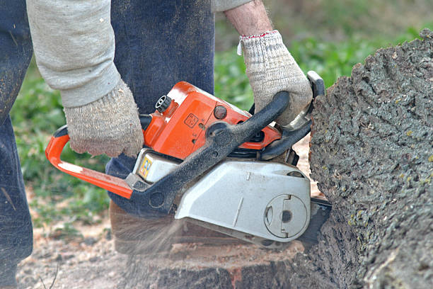Best Lawn Pest Prevention  in Homeland, GA