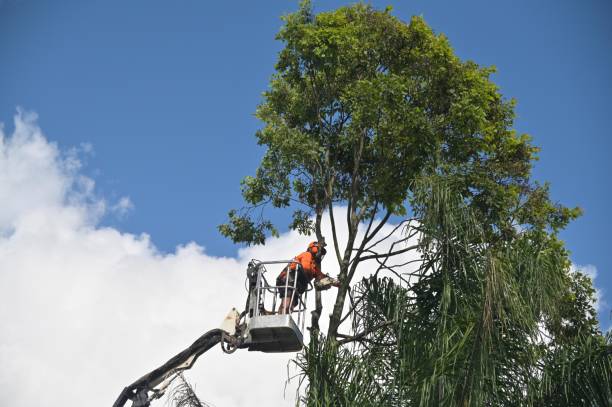 Best Tree Disease Treatment  in Homeland, GA