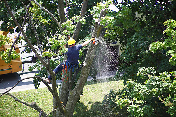 Best Stump Grinding and Removal  in Homeland, GA