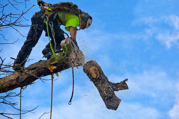 Homeland, GA Tree Care Company